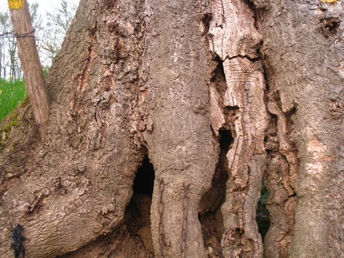 L'arbre gobeur du Port Celet