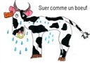 Suer comme un boeuf