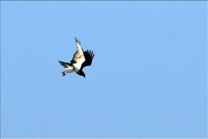 balbuzard amor&ccedil;ant un piqu&eacute; &agrave; arbigny(photo (F.TILLIER