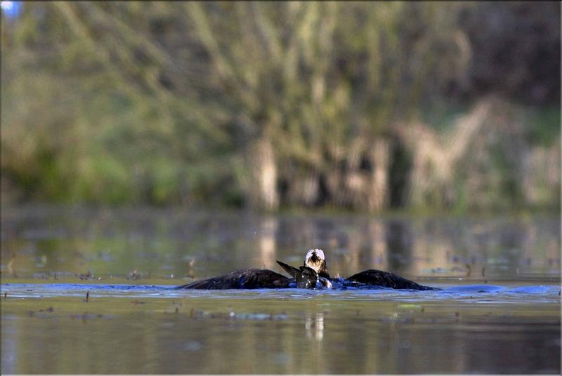 balbuzard plong&eacute; dans l'eau &agrave; arbigny( photo .Tillier