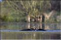 balbuzard plong&eacute; dans l'eau &agrave; arbigny( photo .Tillier