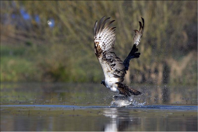balbuzard ressortant de l'eau avec une carpe &agrave; arbigny (photo F.Tillier