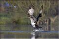 balbuzard ressortant de l'eau avec une carpe &agrave; arbigny (photo F.Tillier