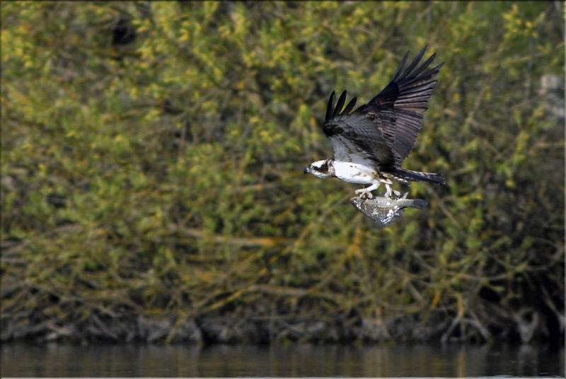 balbuzard transportant sa proie &agrave; arbigny(photo F.Tillier)
