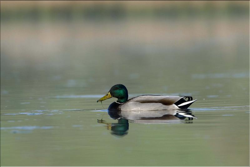 canard colvert &agrave; arbigny