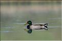 canard colvert &agrave; arbigny