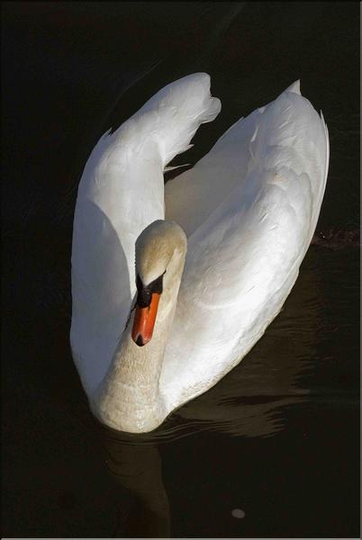 cygne tubercul&eacute; sur la sa&ocirc;ne
