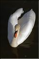 cygne tubercul&eacute; sur la sa&ocirc;ne
