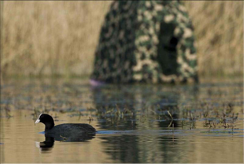 foulque macroule et aff�t flottant &agrave; arbigny