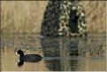 foulque macroule et aff�t flottant &agrave; arbigny