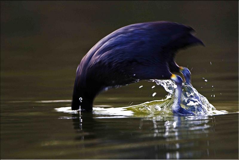 foulque macroule plongeon &agrave; arbigny