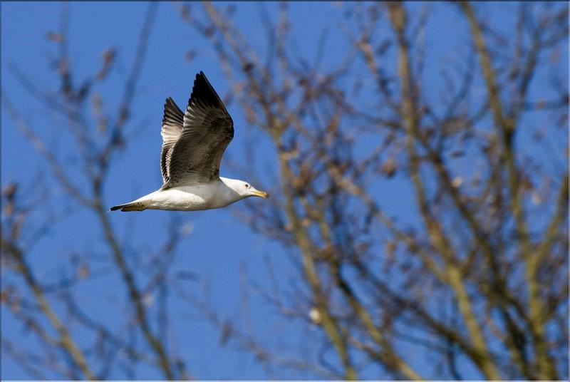 go&eacute;land leucoph&eacute;e au dessus de la sa&ocirc;ne &agrave; arbigny