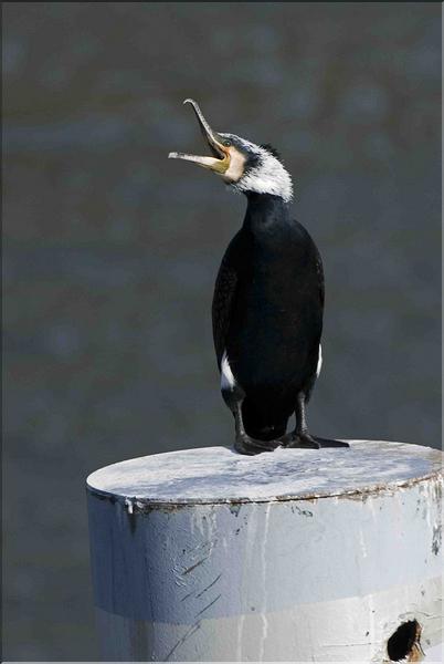 grand cormoran cri
