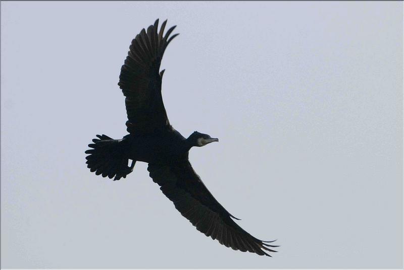 grand cormoran en vol 2