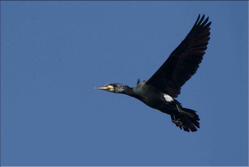 grand cormoran en vol 3