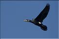 grand cormoran en vol 3