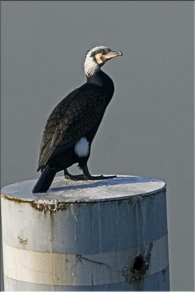 grand cormoran perch&eacute; sur une balise