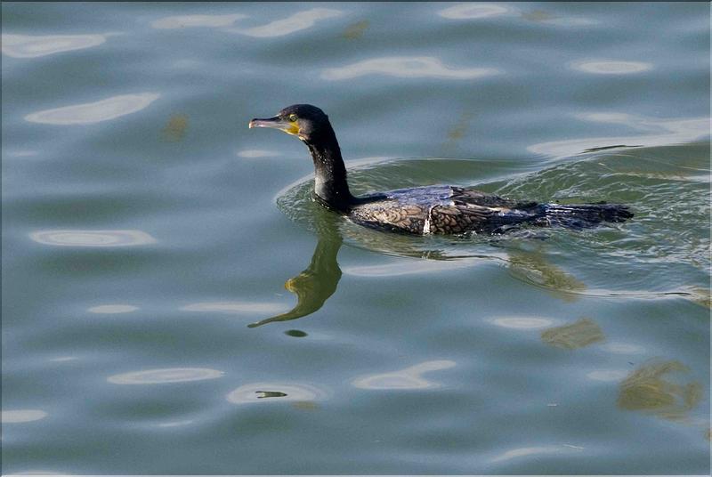 grand cormoran sur la sa&ocirc;ne