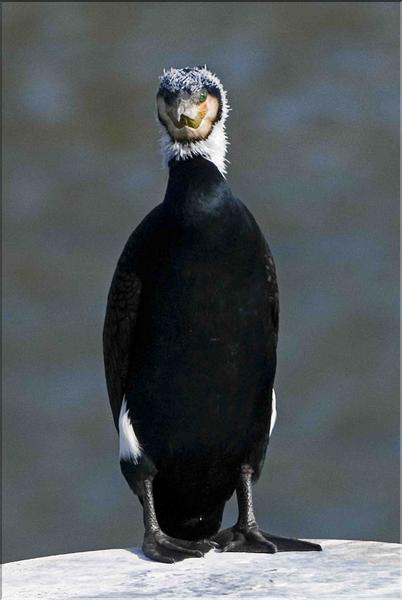 grand cormoran sur une balise sur la sa&ocirc;ne