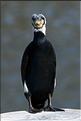 grand cormoran sur une balise sur la sa&ocirc;ne