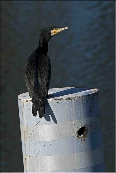 grand cormoran sur une balise