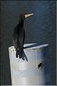 grand cormoran sur une balise