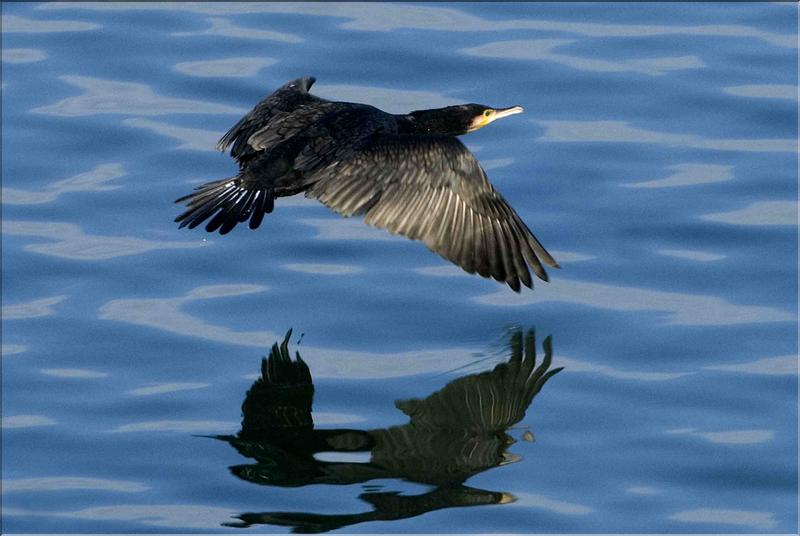 grand cormoran
