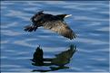 grand cormoran