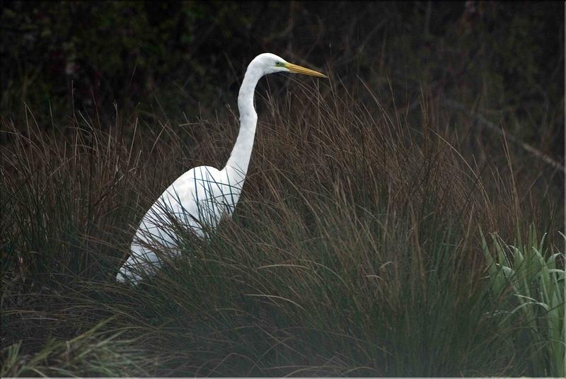 grande aigrette &agrave; arbigny (1)