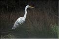 grande aigrette &agrave; arbigny (1)