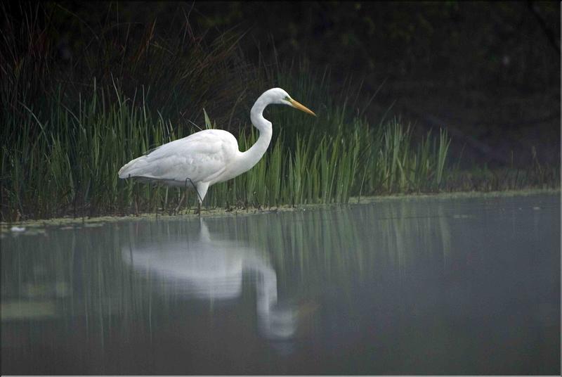 grande aigrette &agrave; arbigny