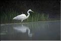 grande aigrette &agrave; arbigny