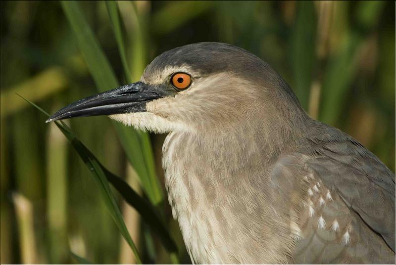 h&eacute;ron bihoreau immature &agrave; arbigny