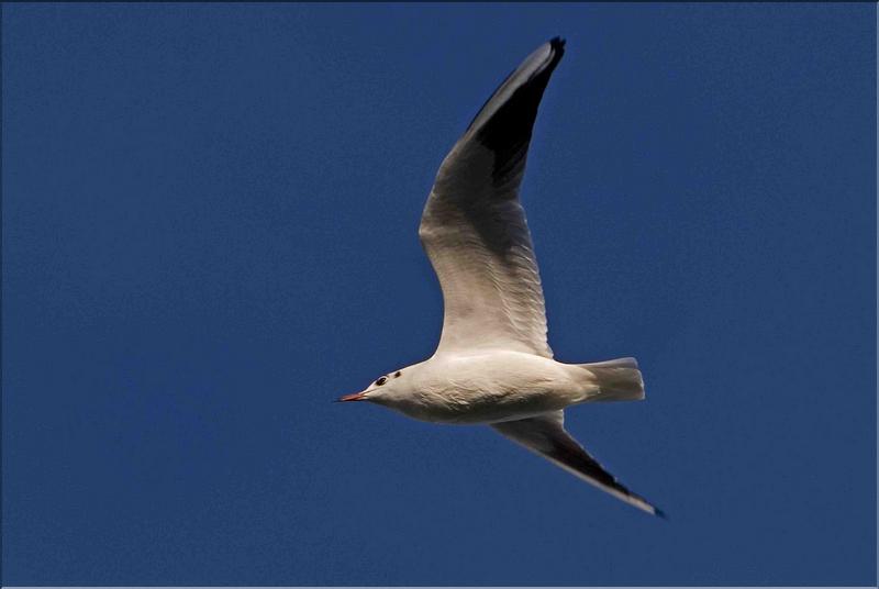 mouette rieuse en plumage d'hiver
