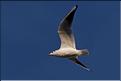 mouette rieuse en plumage d'hiver