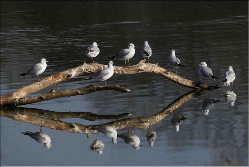 mouettes rieuses perch&eacute;es au port de farges