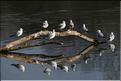 mouettes rieuses perch&eacute;es au port de farges