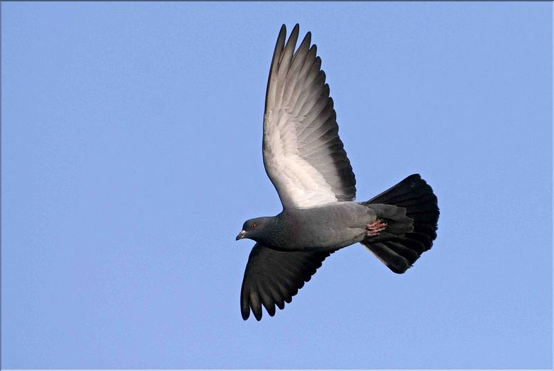 pigeon biset au pont de fleurville